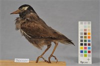 藏品(灰椋鳥)的圖片